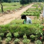 কবরের চারপাশে কি ফুলগাছ লাগানো যাবে?