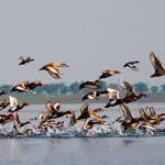 পাখির রাজ্য হাকালুকি হাওর