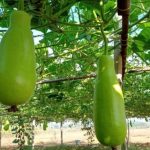 ত্বকের উজ্জ্বলতা বাড়ায়, আরও যেসব উপকার করে লাউ