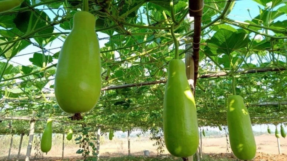 ত্বকের উজ্জ্বলতা বাড়ায়, আরও যেসব উপকার করে লাউ